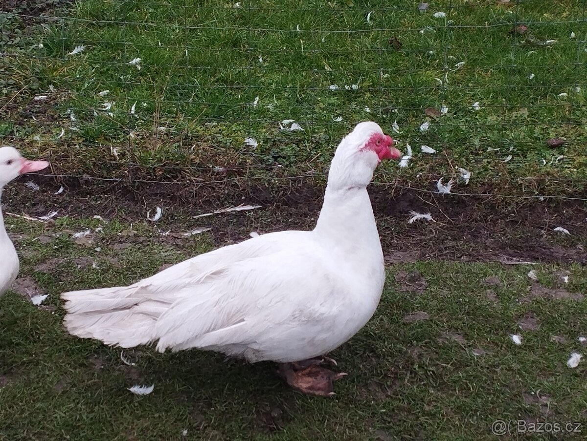 Kachna Pižmová - 2