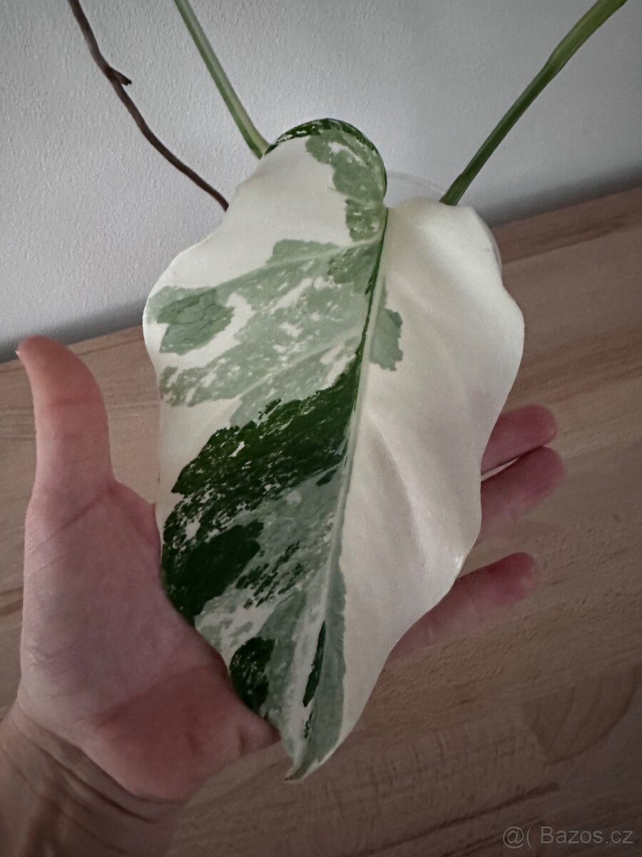 Monstera albo - 2