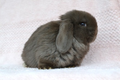 Krásný minilop k rezervaci - 2