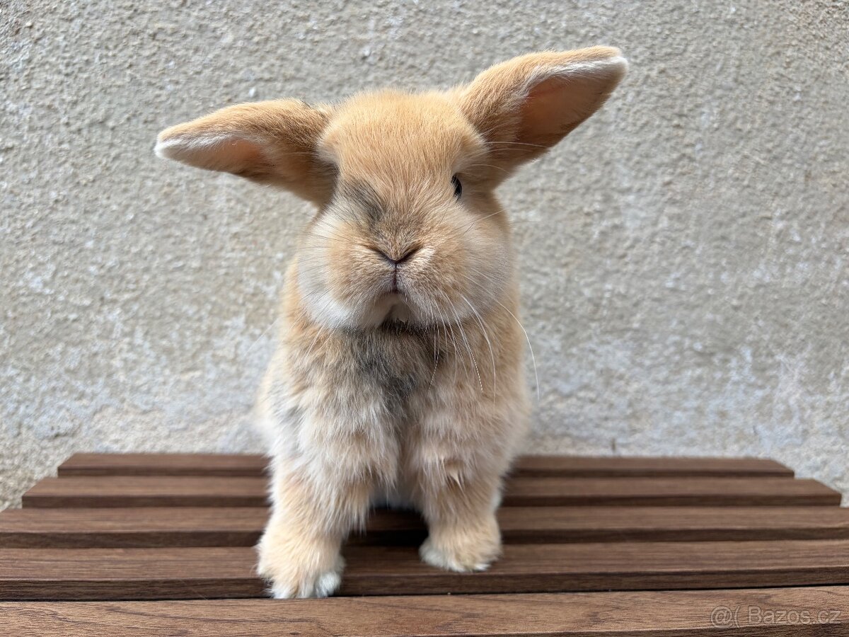 Zakrslý králík - 2
