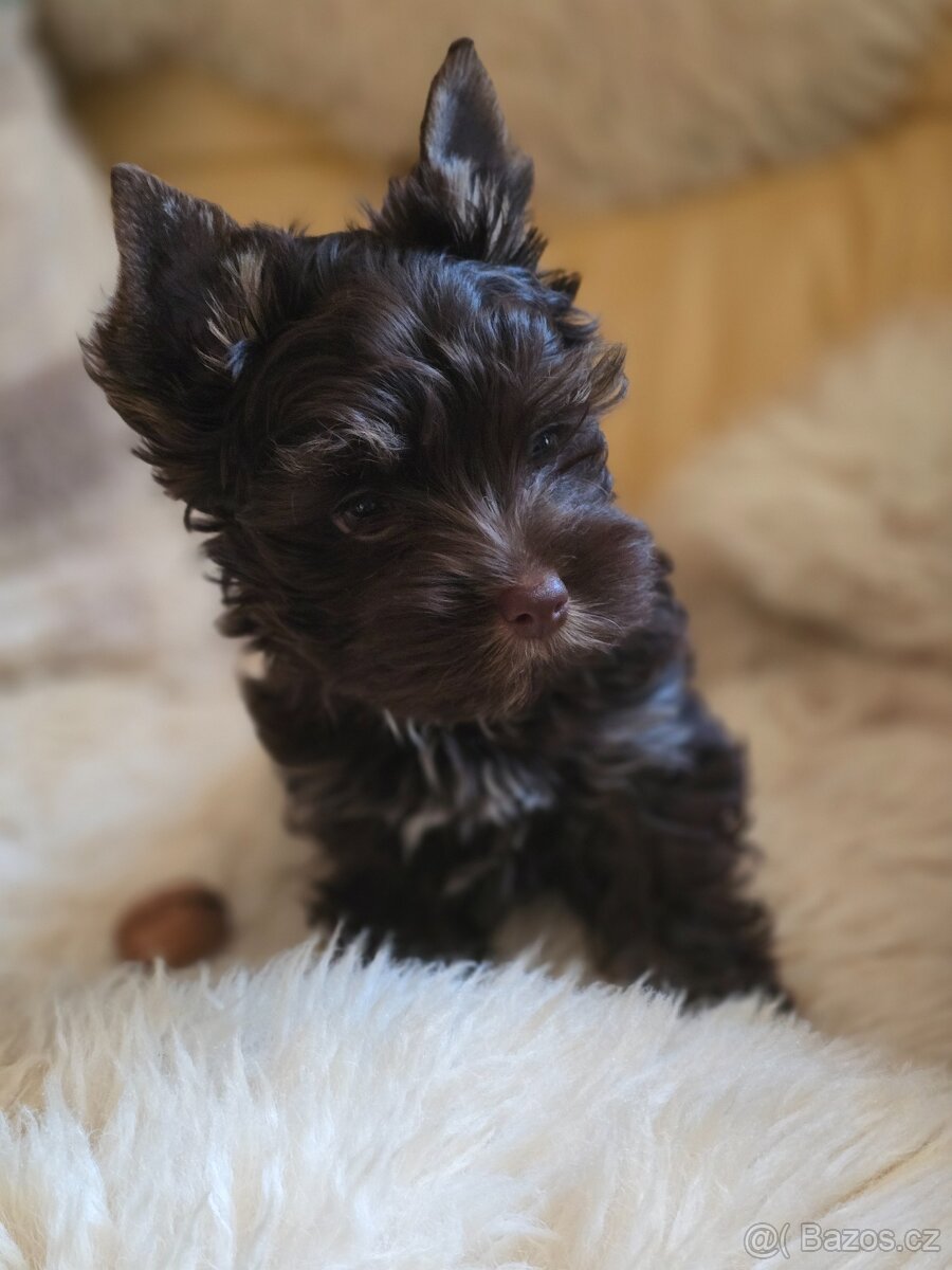 Biewer -jorksirsky teriér - 2