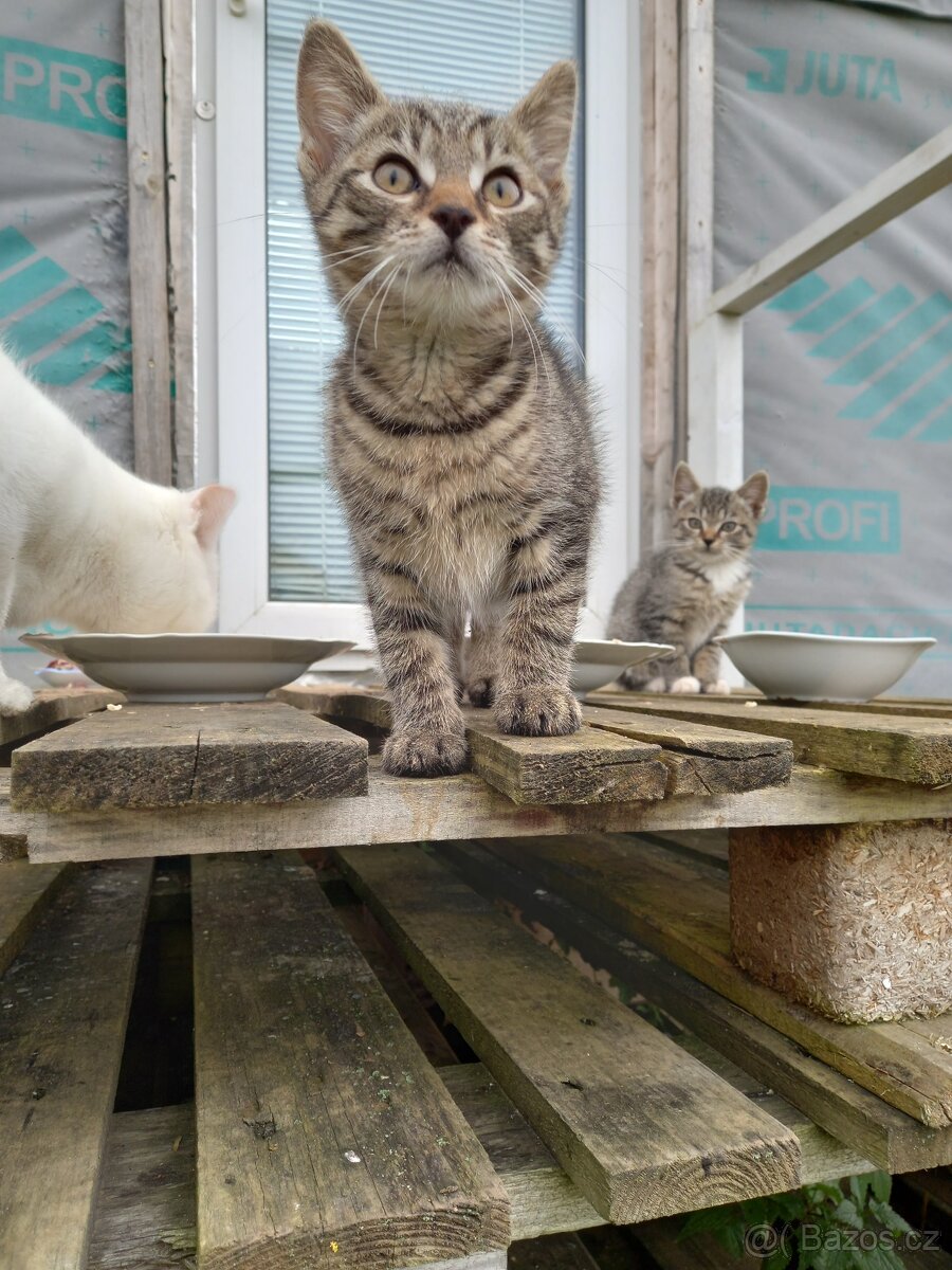 Daruji koťátka - 2