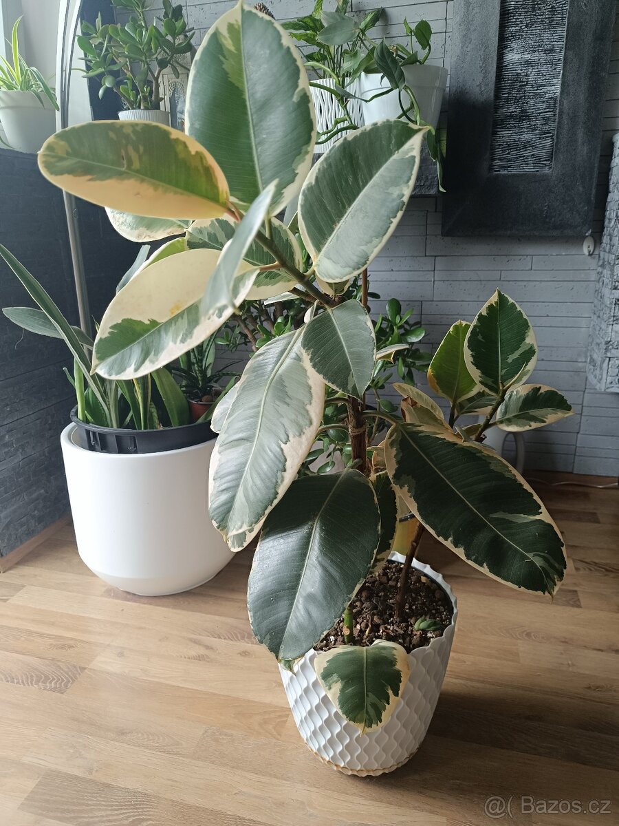 Ficus elastica Tineke 70cm - 2