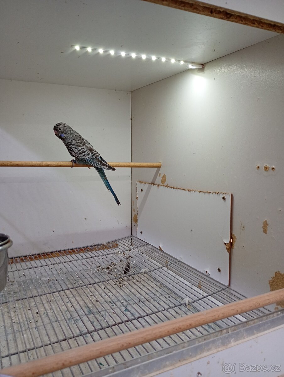 Andulka blackface - 2