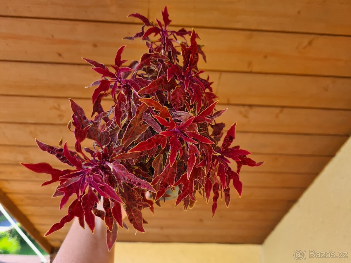 Africké okrasné kopřivy - SEMENA - Coleus - 2