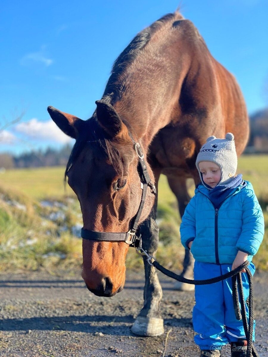Chovná Hannoverská klisna - 2