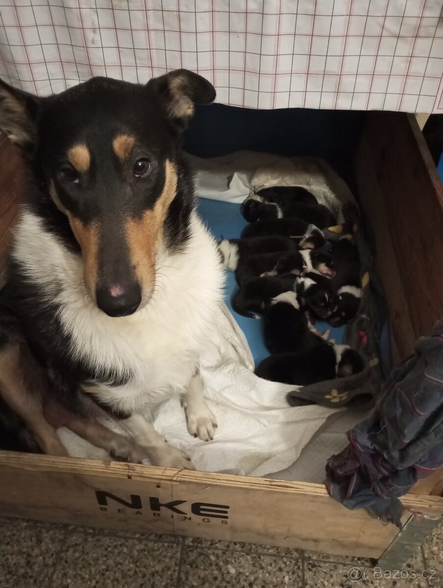 Štěňata kolie bez pp - 2