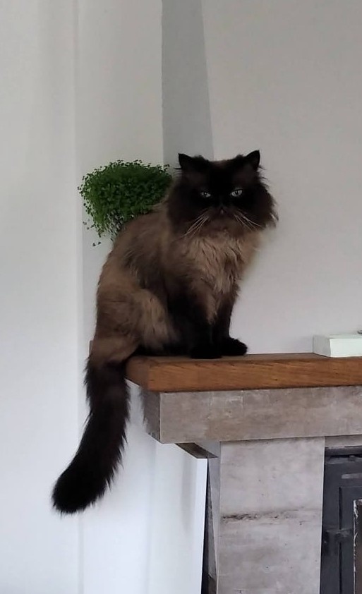 krytí perským kocourem - 2