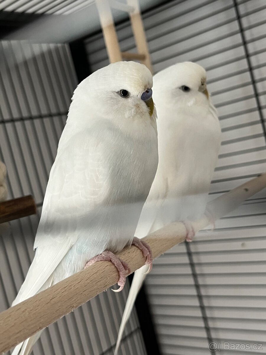 2 andulky (pár) s klecí - 2