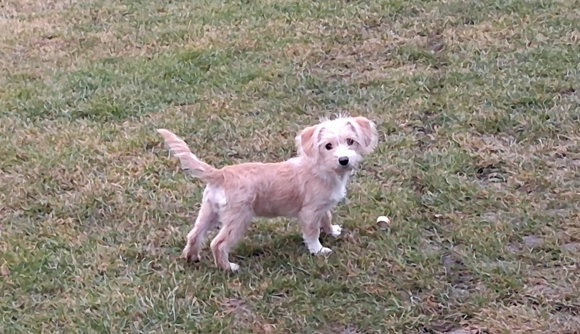 Štěně kříženec - 2