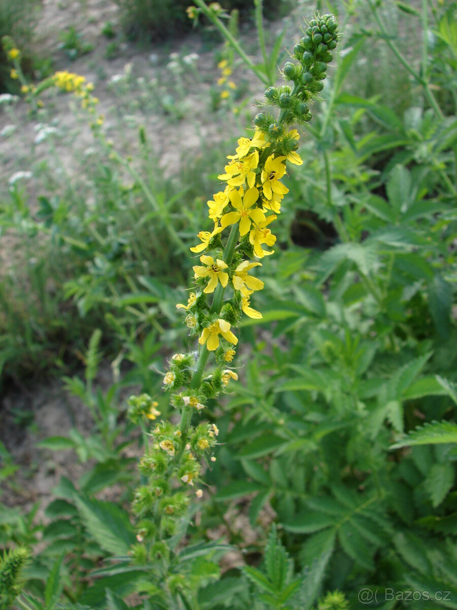 Dobromysl, a Řepík bylinky, trvalky, 50 semínek - 2