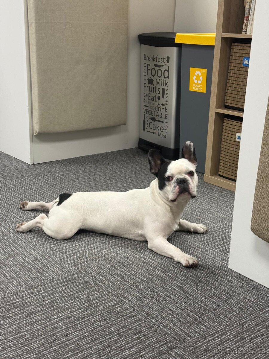 Francouzský buldoček - krytí - 2