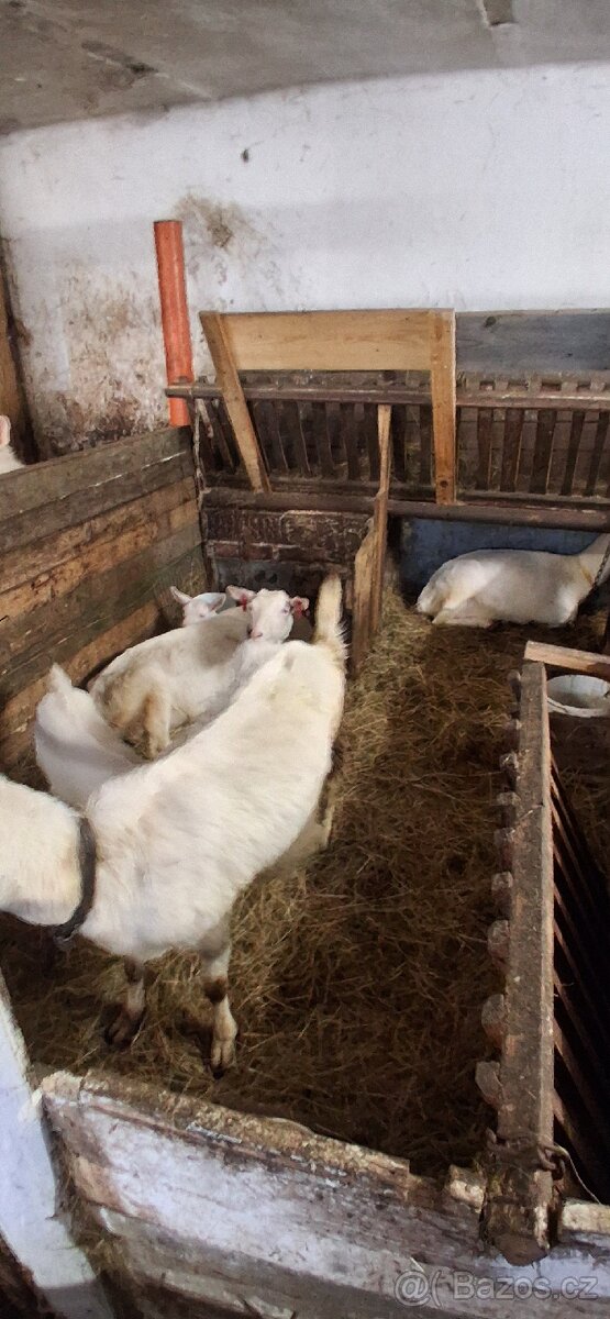 Kozel,kozi,kuzlata - 2