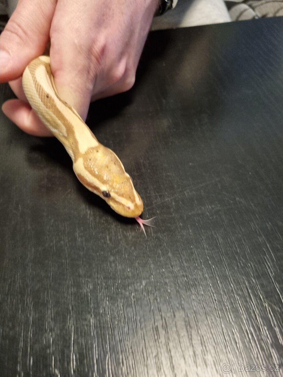 Krajta královská - 2