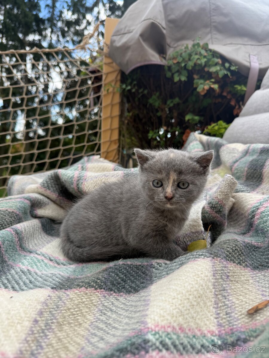 Koťátko Britské - 2
