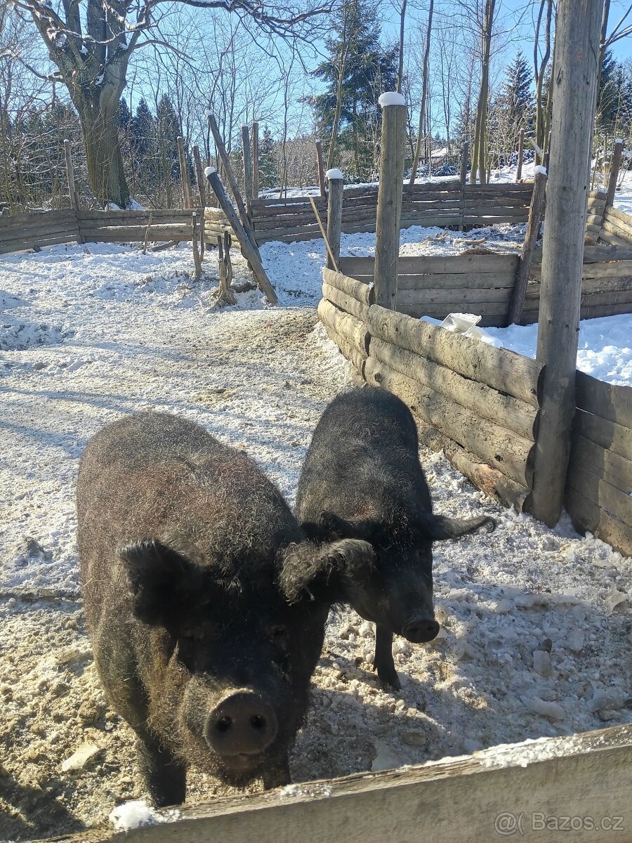 Maďarská mangalice - 2