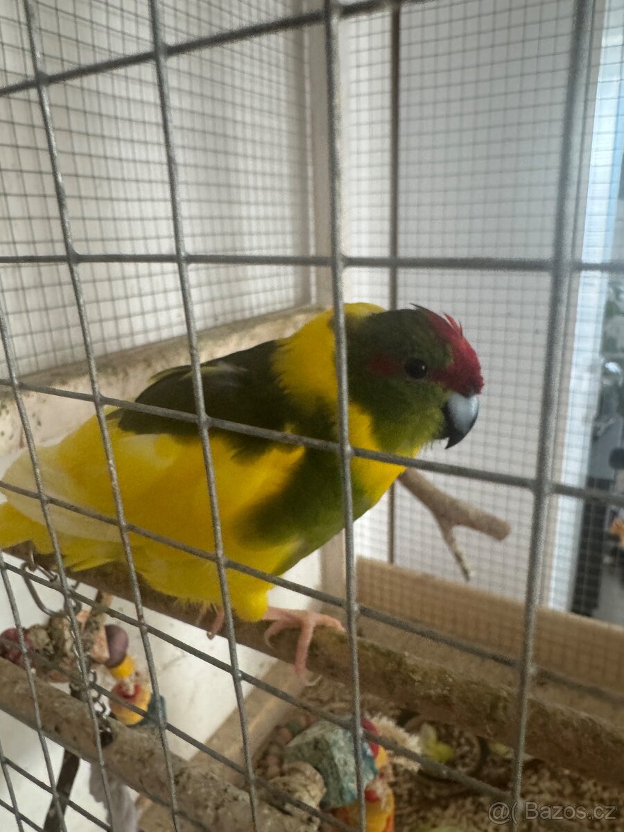 Kakariki chovný pár - 2