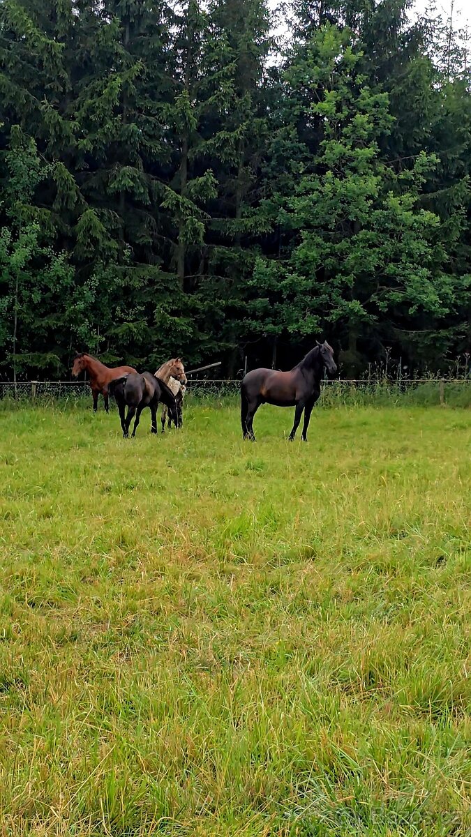 Pronájem & Ustájení - 2