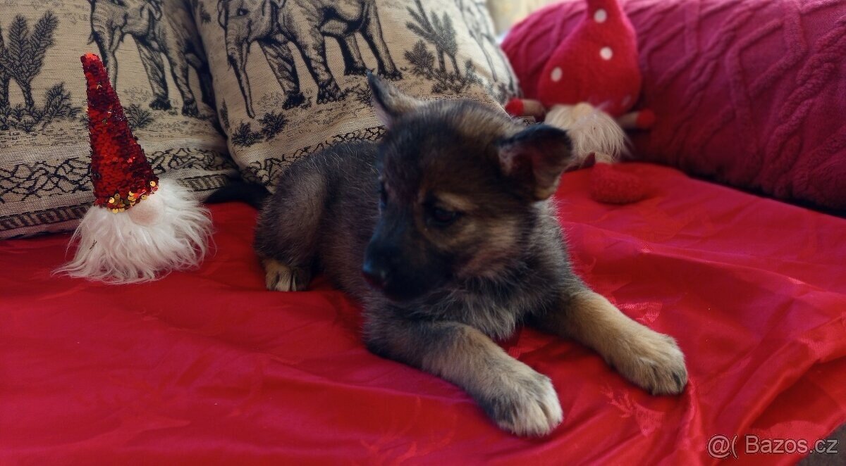 Fenečka štěně - 2
