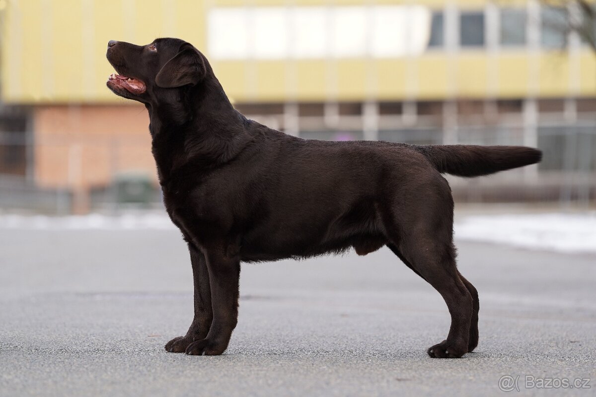 Labradorský retriever Krytí - 2