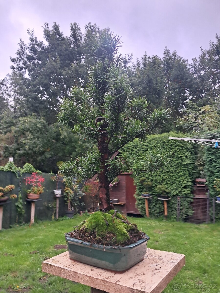 Bonsaj,bonsai Tis Japonsky - 2