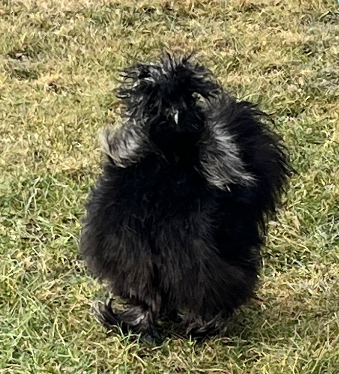 Hedvábničky velké vousaté USA - 2