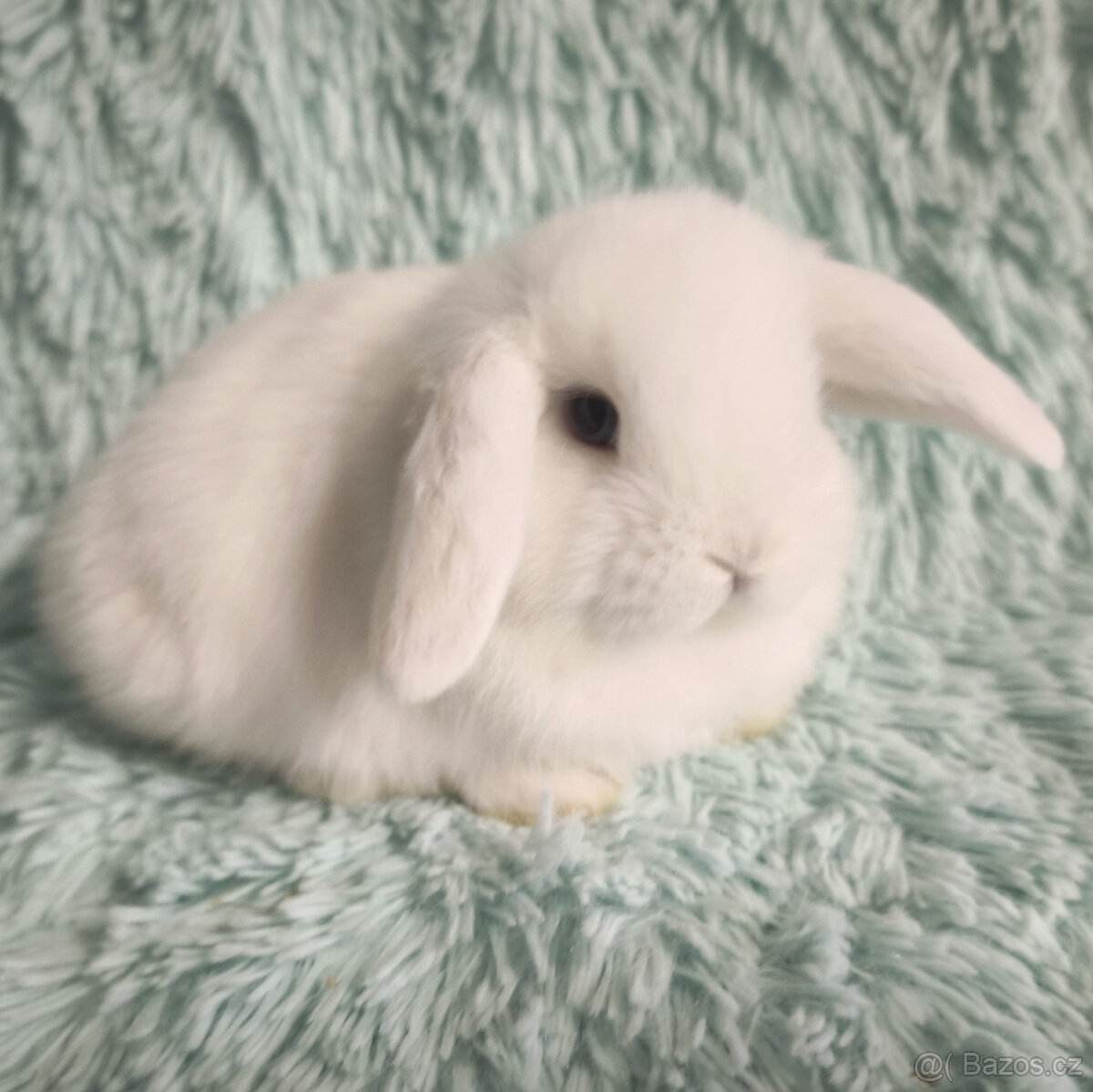 ⭐️ Zakrslý beránek ⭐️ 🍀 S4 🍀 - 2