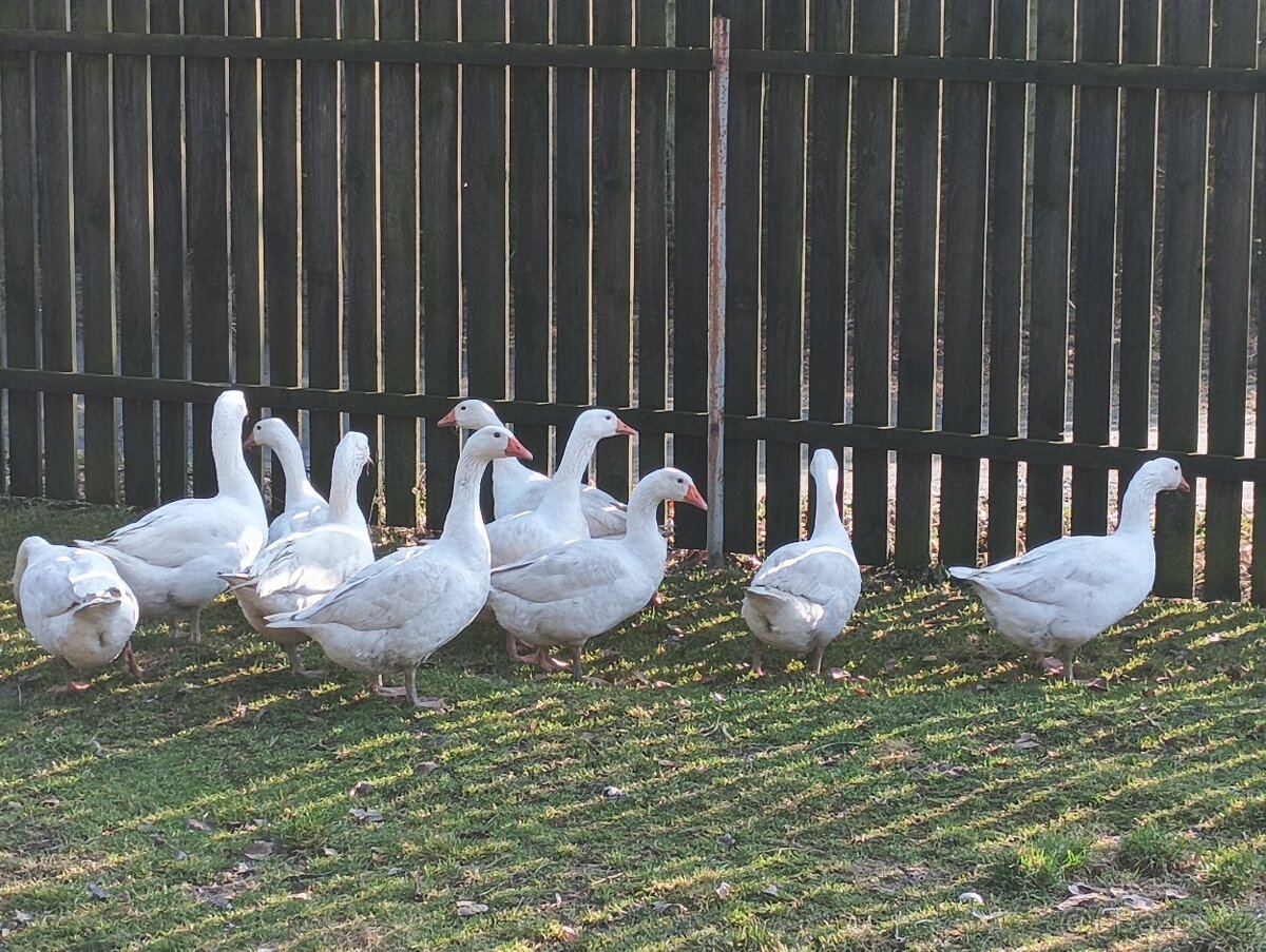 Prodám loňské husy - 2