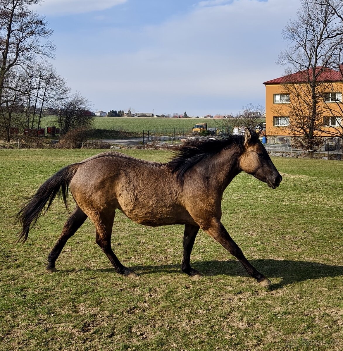 Krásná Grullo Klisna - 2