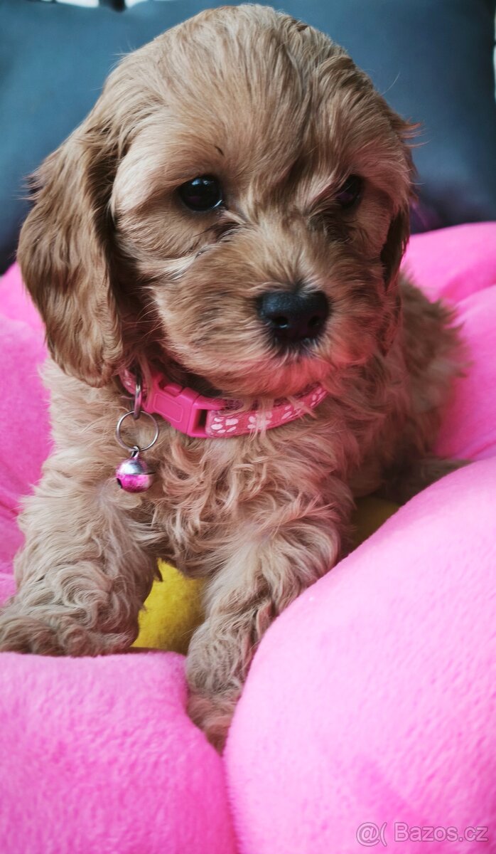 Cavapoo - 2