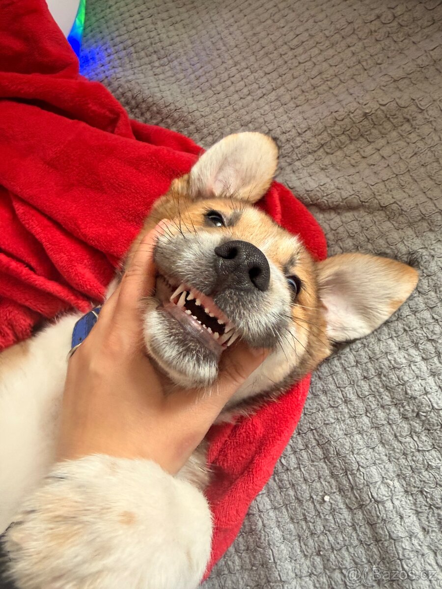 Štěňátko kříženec Akita inu - 2