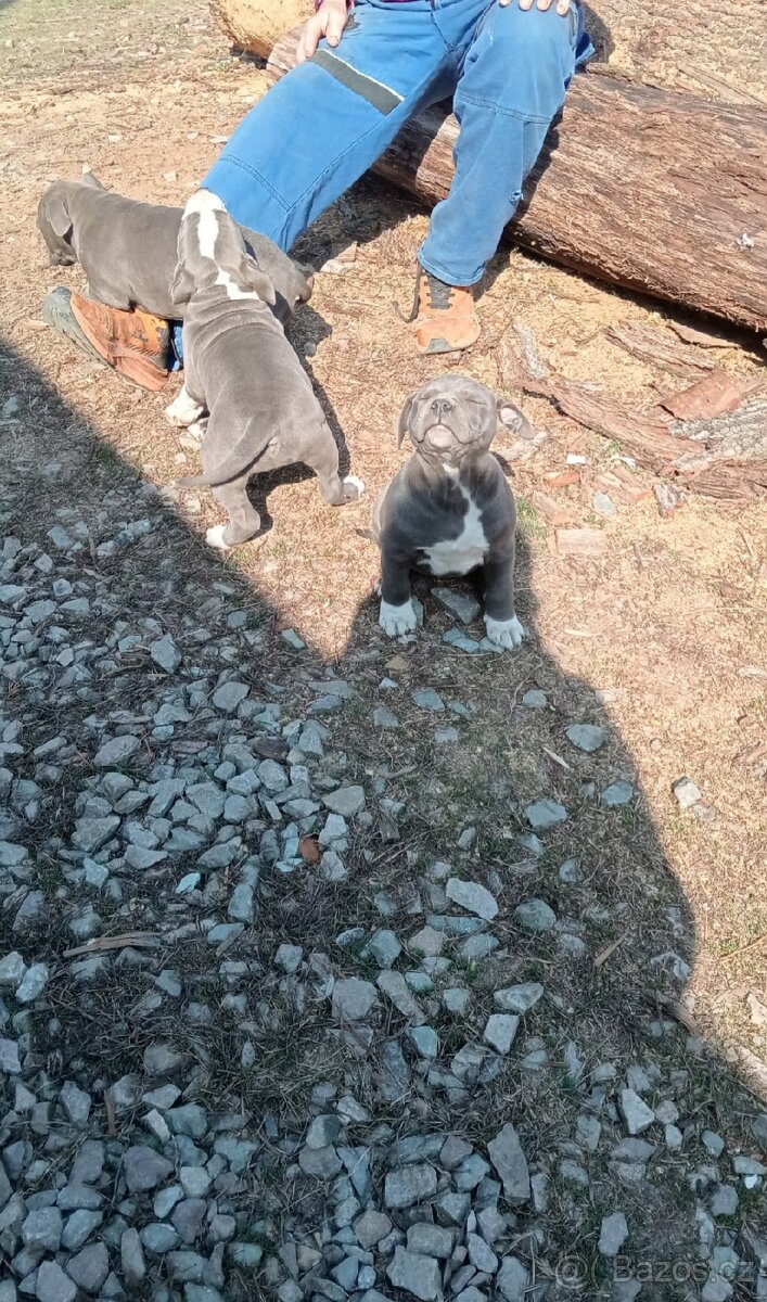 Stafordšírský bulteriér - 2