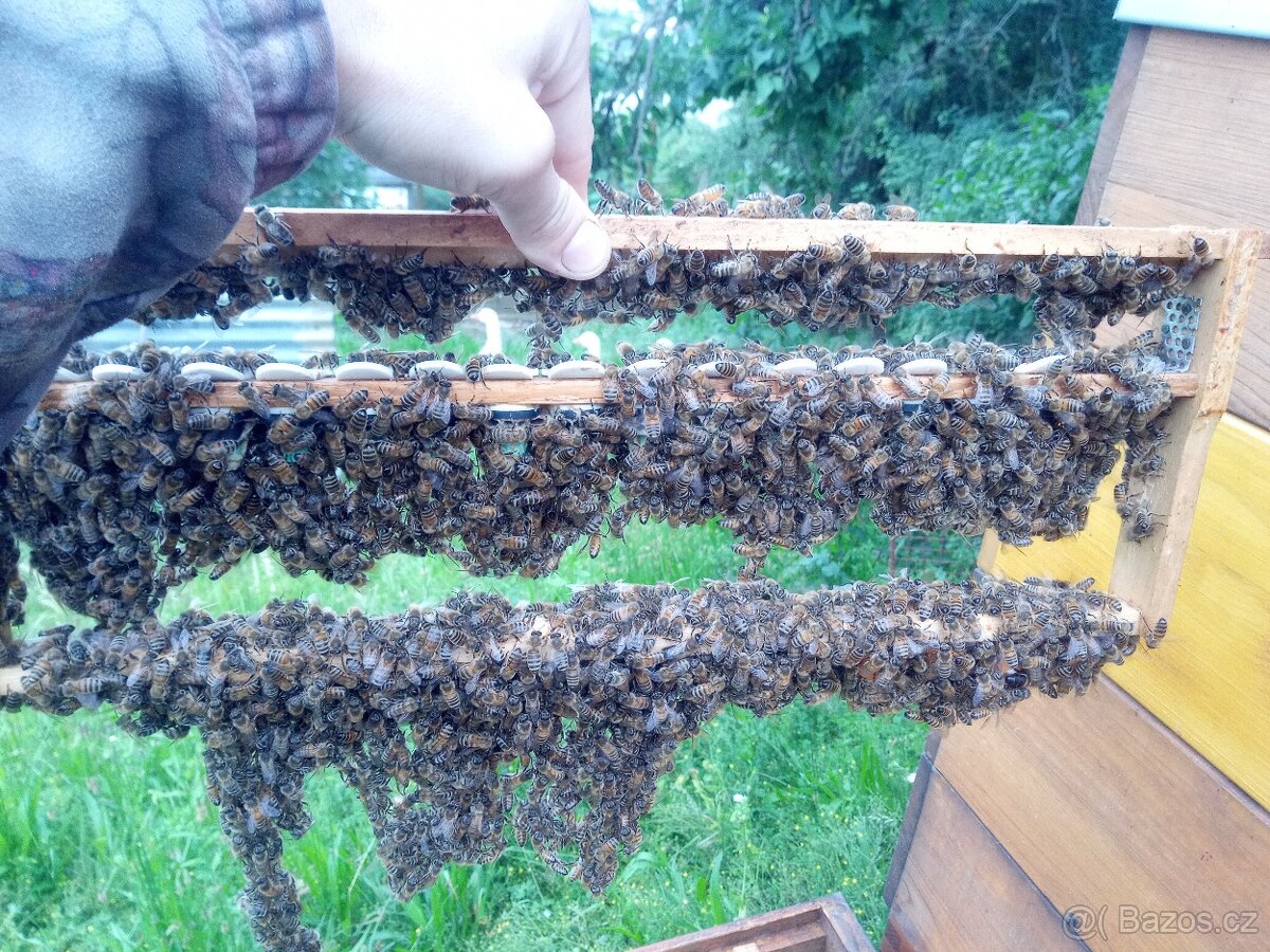 Včelí matky Buckfast 2026 - 2