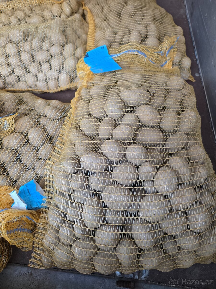 Prodám sadbové brambory - 2