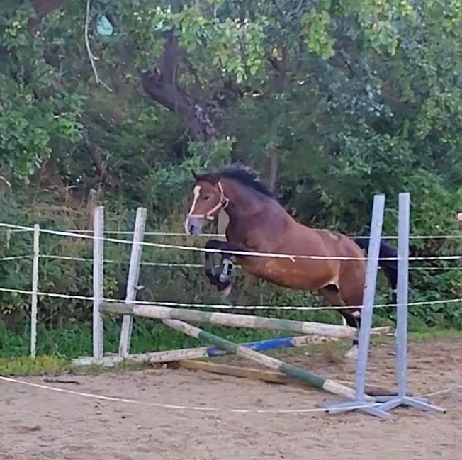 4leta klisna Wels cob, - 2