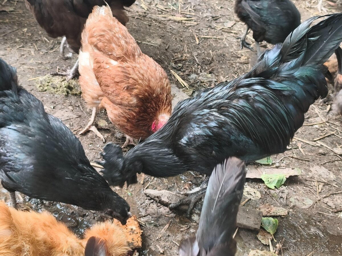 Ayam cemani - 2