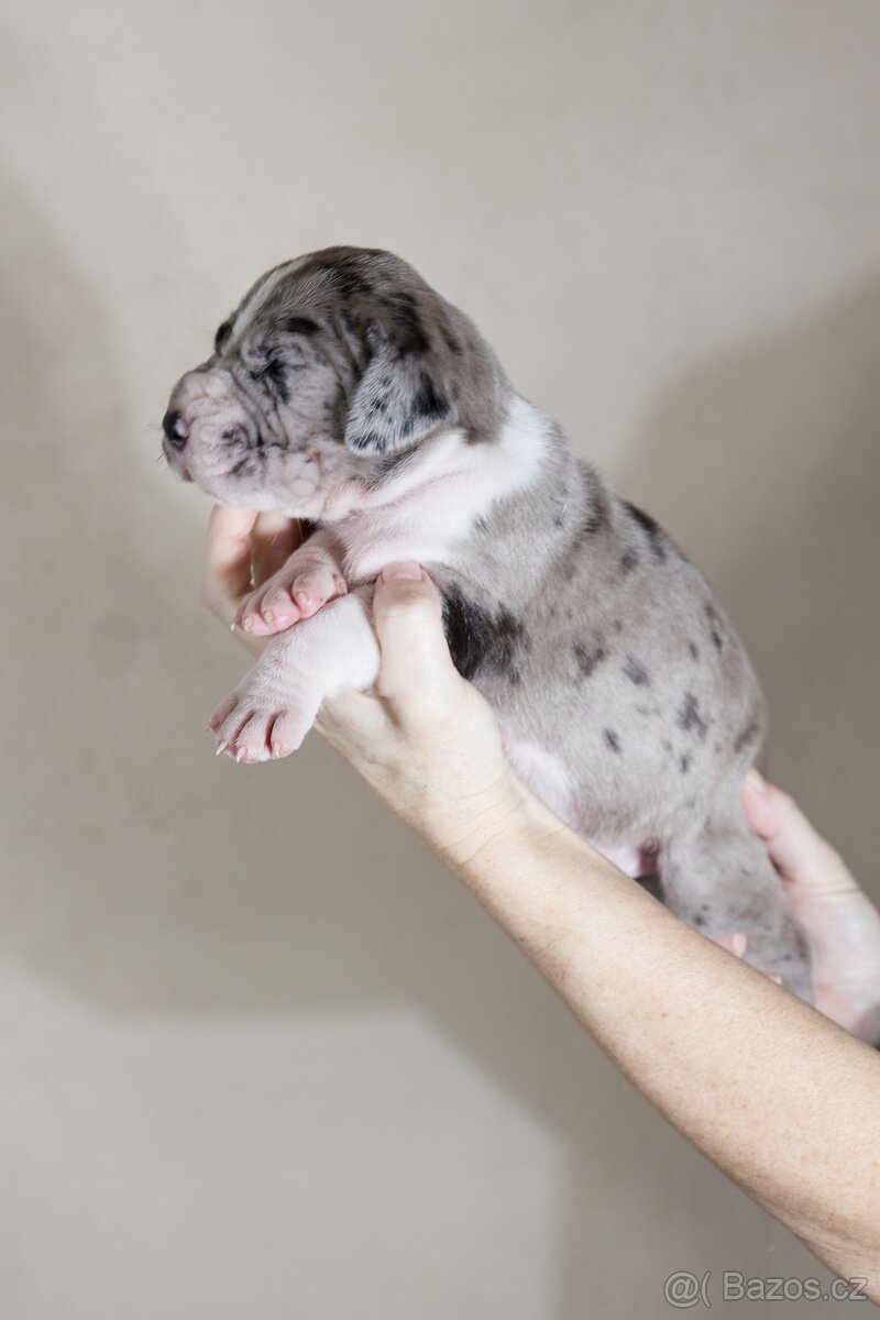 Německá doga - štěňata s PP FCI - 2