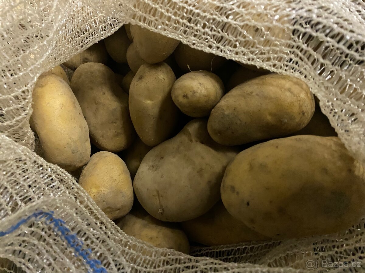 Brambory konzumní Adéla k uskladnění - 2