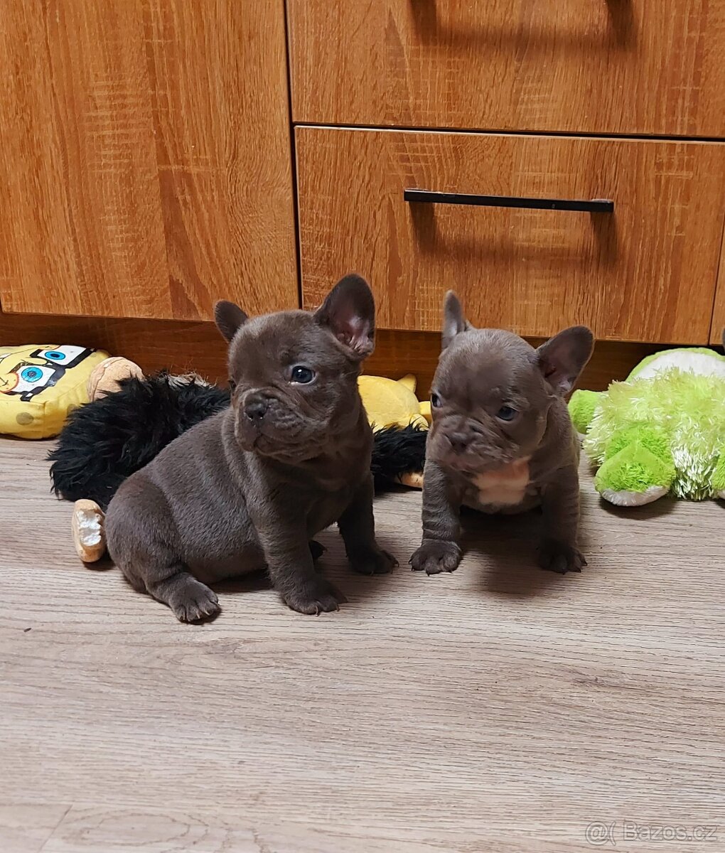 Francouzský buldoček - 2