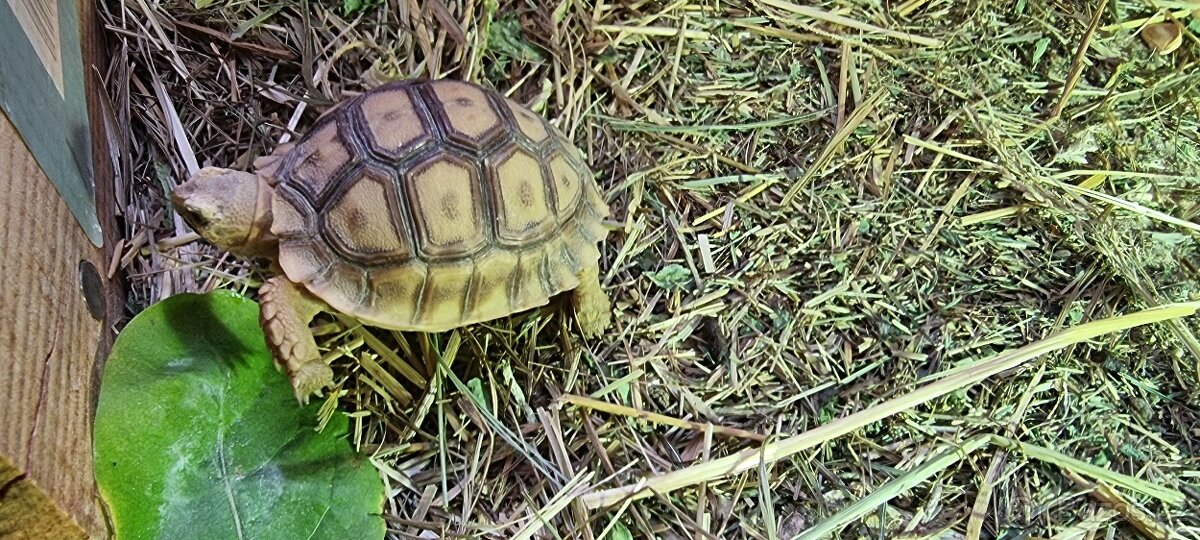 Želva ostruhata - 2