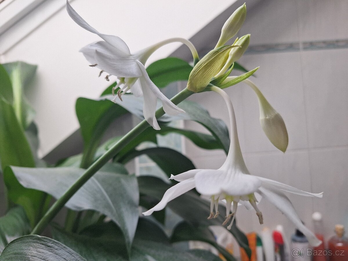 Vzrostlá eucharis amazonica - 2
