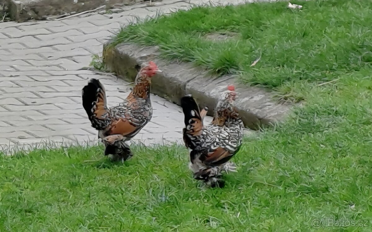 Zakrslá rousná - 2