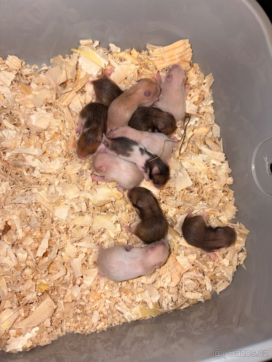 Mláďátka křečka syrského 🐹 - 2