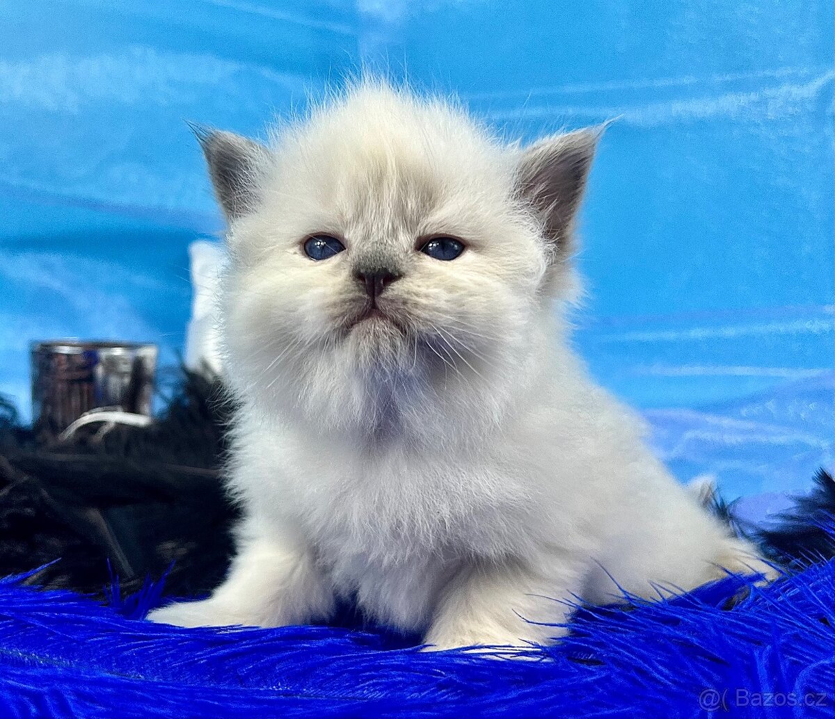 KOŤÁTKO NĚVSKÁ MAŠKARÁDA S PP - 2