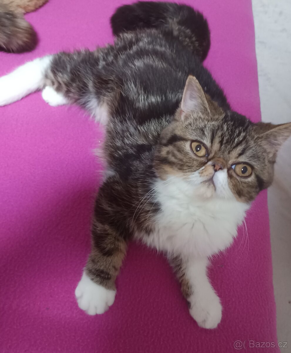 Perská a exotická koťátka s Pp - 2