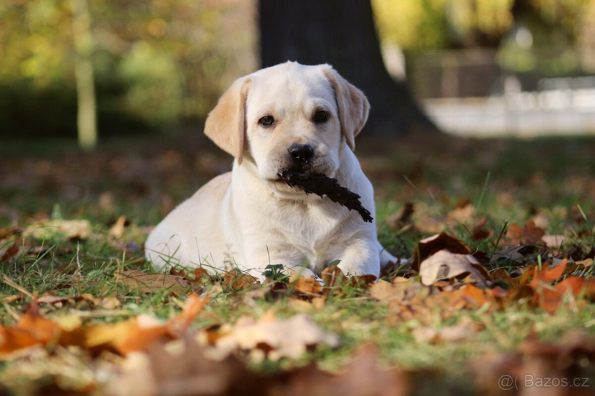 Labradorský retriever - 2