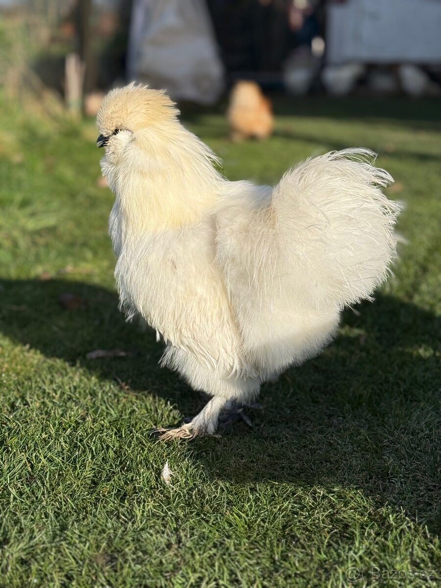 Kohoutek Hedvábnička velká vousatá - 2