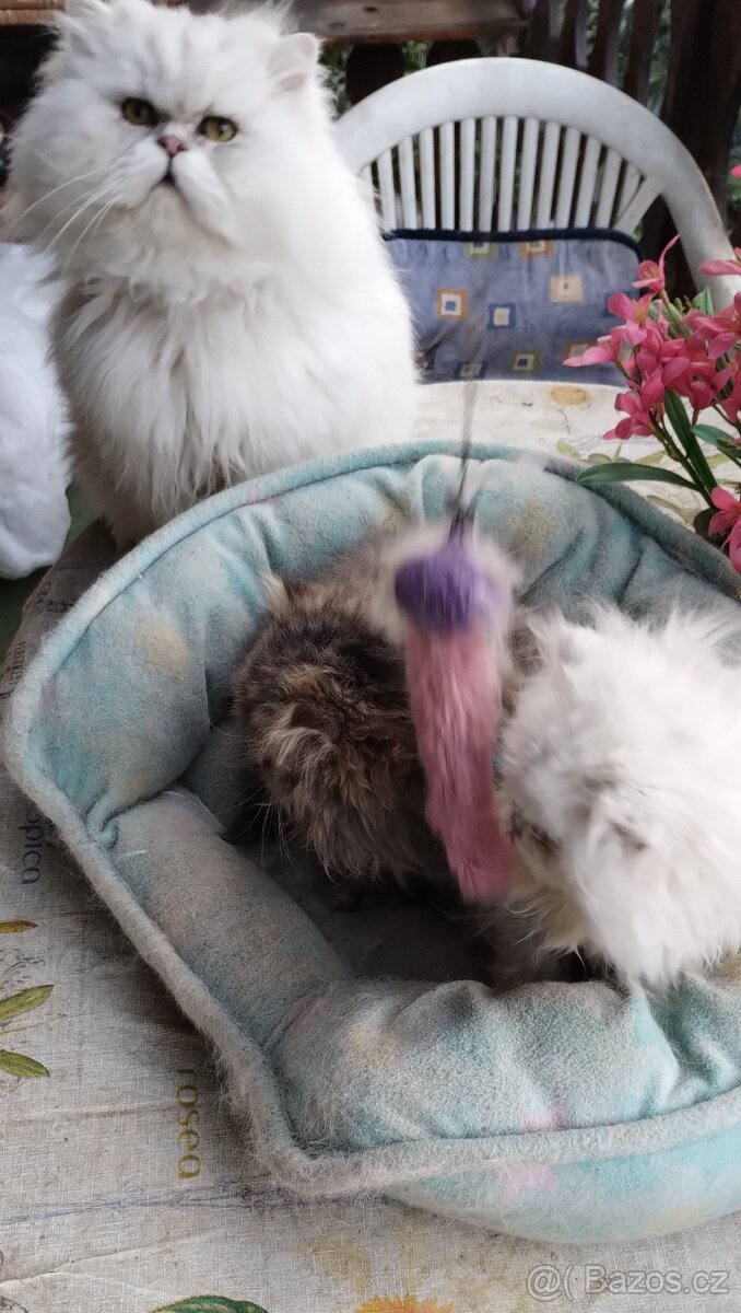 Perská kotátka - 2