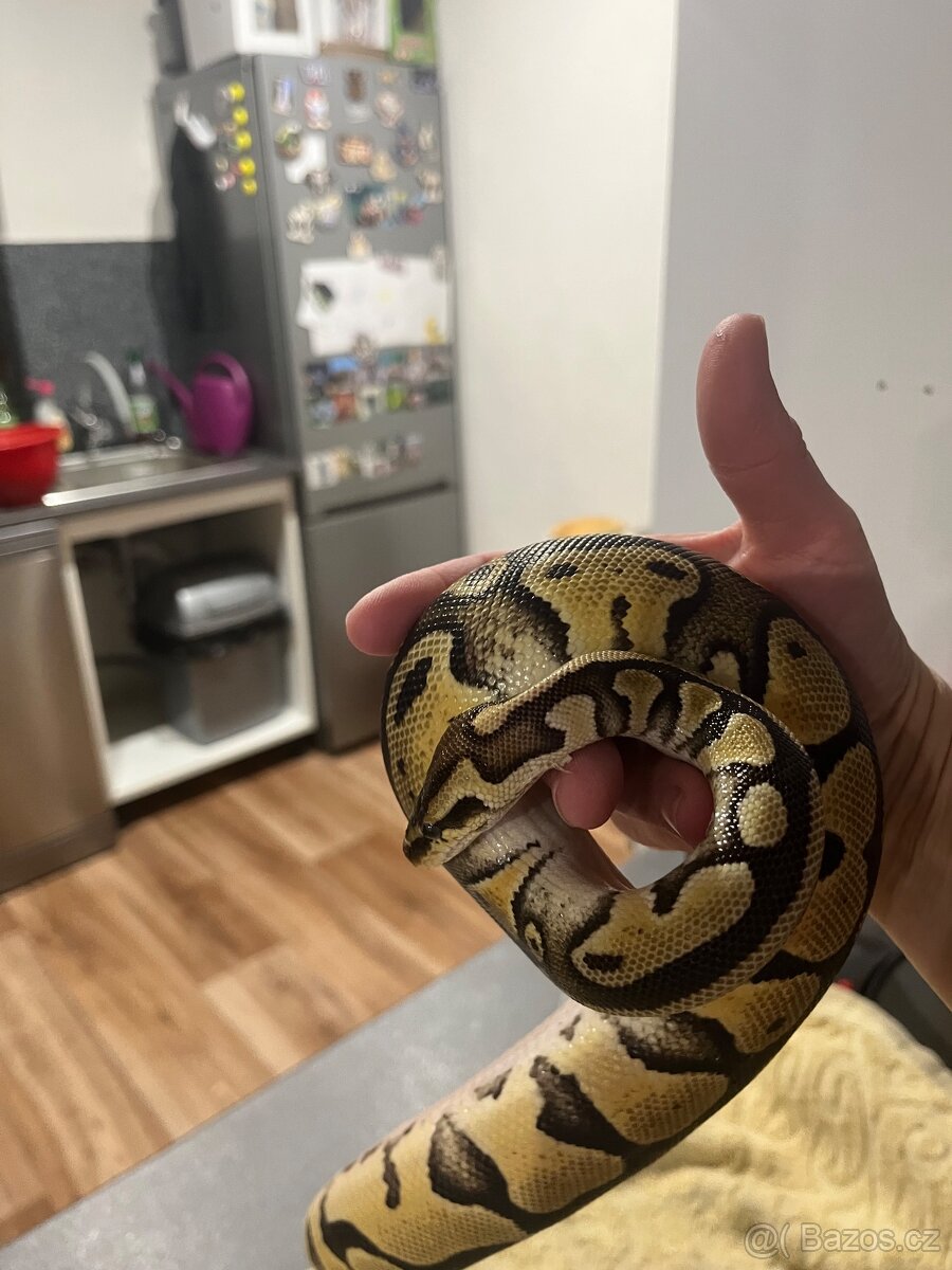 Krajta Královská - 2