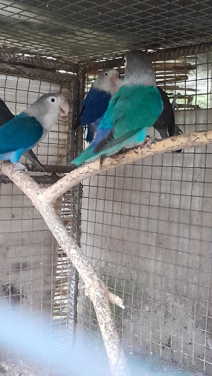 Prodám Agapornis fischeri - 2